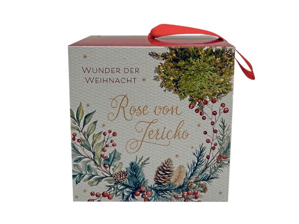 "Rose von Jericho vorne"